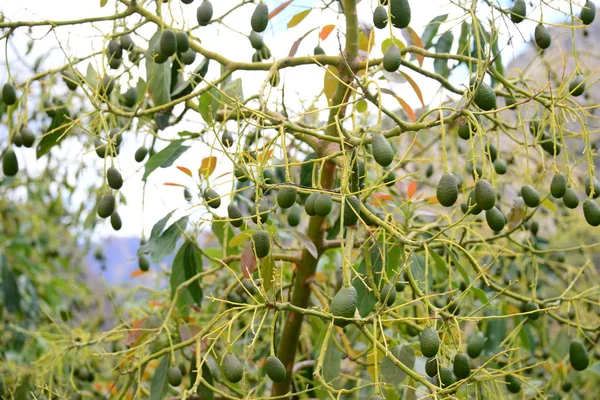 Abacates Árvore Flora Folhagem — Fotografia de Stock