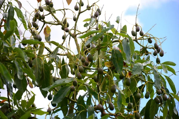 Авокадо Флора Листя — стокове фото