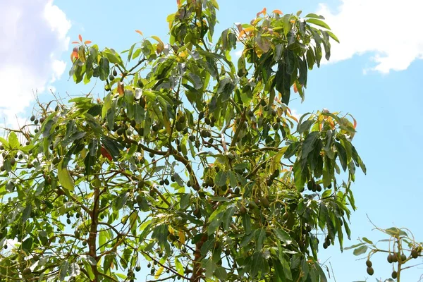 Avokadoträd Flora Och Blad — Stockfoto