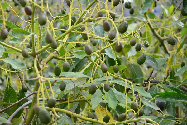 Avokado Träd Flora Och Bladverk — Stockfoto