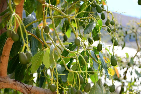 avocado tree, flora and leaves