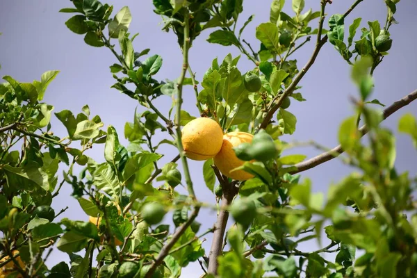 Citrony Stromě Španělsko — Stock fotografie