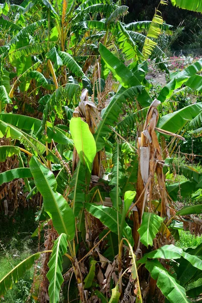 Tropikal Bitki Muz Ağacı — Stok fotoğraf