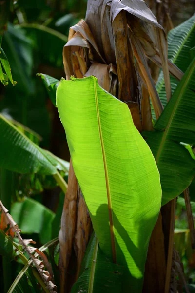 Tropical Plant Bananas Tree — Stock Photo, Image