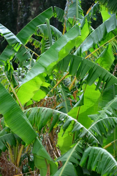 Planta Tropical Árbol Plátanos — Foto de Stock