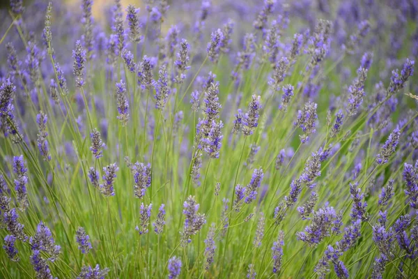 Lavendelblüte Spanien — Stockfoto