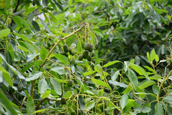 Avocado Flora Foglie — Foto Stock