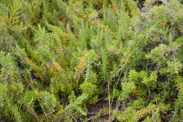 Green Rosemary Herbal Plant Flora — Stock Photo, Image