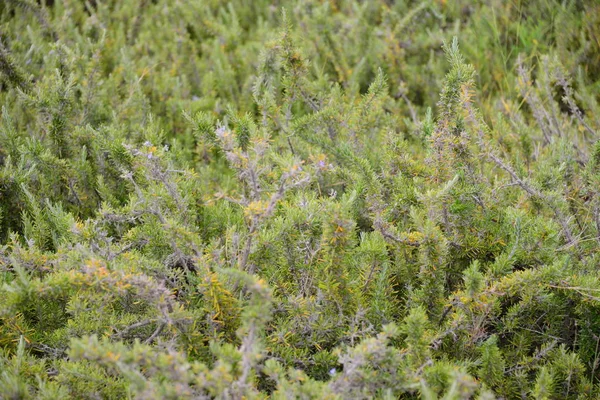 Green Rosemary Herbal Plant Flora — Stock Photo, Image