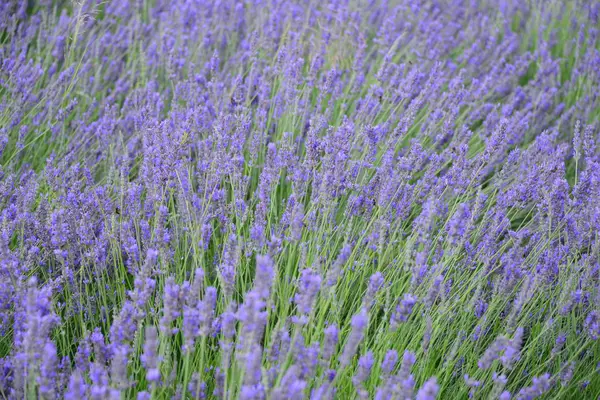 Violeta Lavanda Flores Flores Roxas — Fotografia de Stock