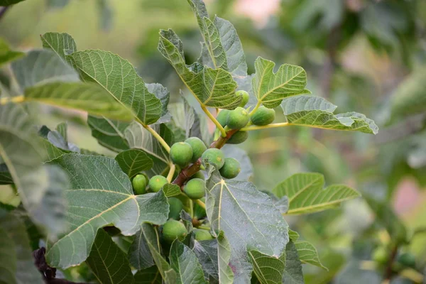 figs on trees, fruits tree with branches and leaves