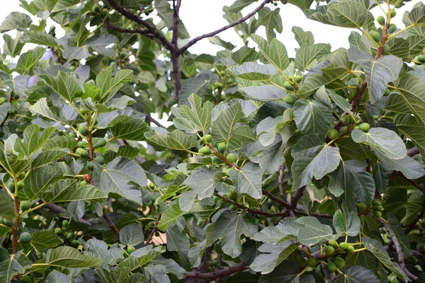 Fichi Sugli Alberi Alberi Frutto Con Rami Foglie — Foto Stock