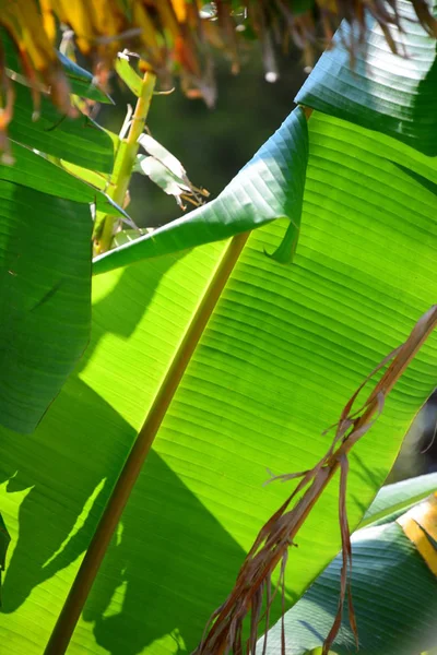 Banana Tree Fruit Tree Green Leaves — Stock Photo, Image