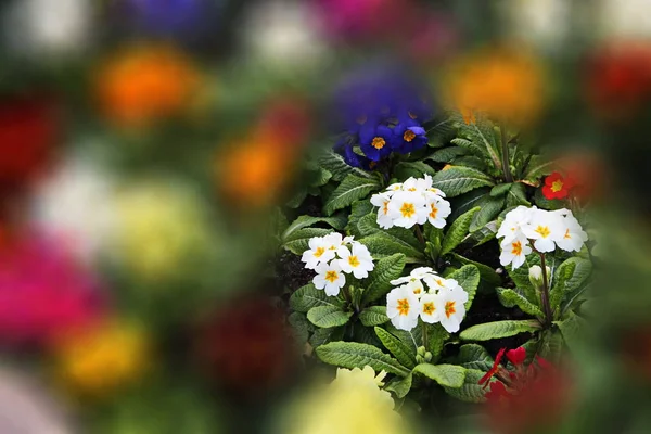 Bloemblaadjes Zomerflora — Stockfoto