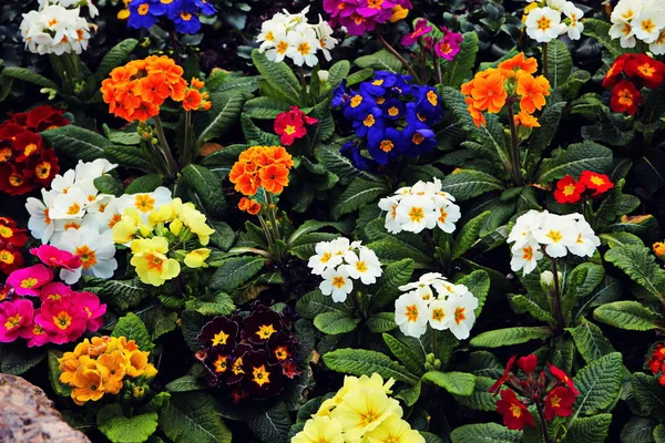 Bloemblaadjes Zomerflora — Stockfoto