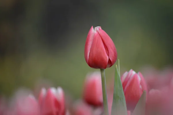 Bei Fiori Tulipani Flora Primavera — Foto Stock
