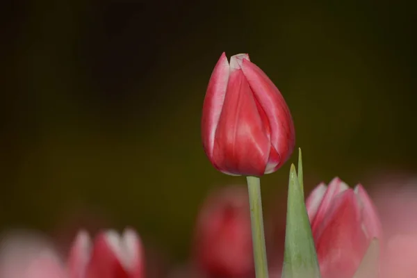 Tulips Tulipa Pink Garden Garden Flower Garden Ornamental Plant Plants — стоковое фото