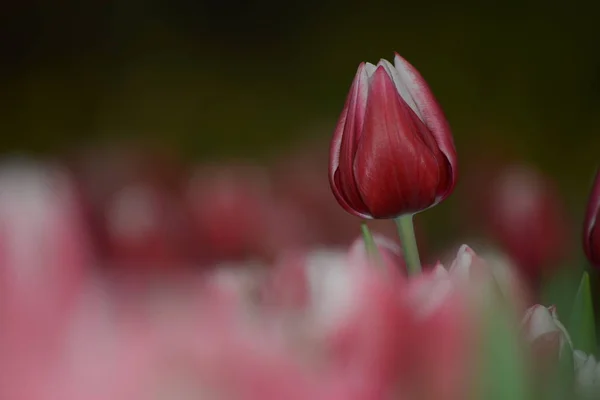 Fiori Tulipani Fiore Flora Primaverile — Foto Stock