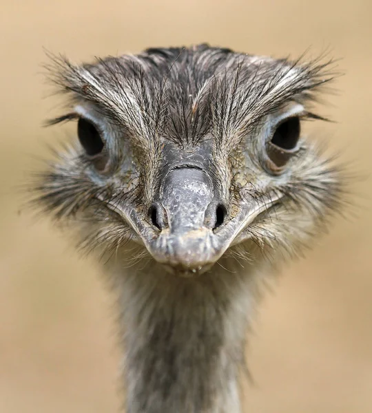 ダチョウの鳥野生生物 — ストック写真