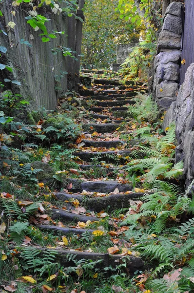 Лестница Лес Каменные Ступеньки Тропа Тропа Крутой Природа Уровень Ступеньки — стоковое фото