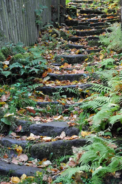Escaliers Forêt Marches Pierre Sentier Sentier Pédestre Pente Nature Niveau — Photo