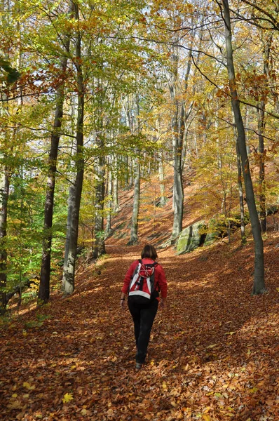 Floresta Outono Outono Caminhadas Trilha Caminhada Mulher Caminhante Árvore Faia — Fotografia de Stock