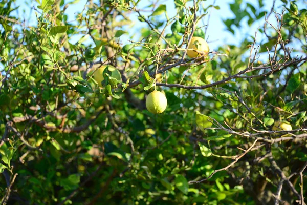 Árbol Limón Limones Dolor — Foto de Stock