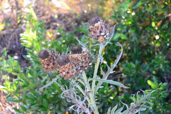 Primer Plano Una Mariposa Jardín —  Fotos de Stock