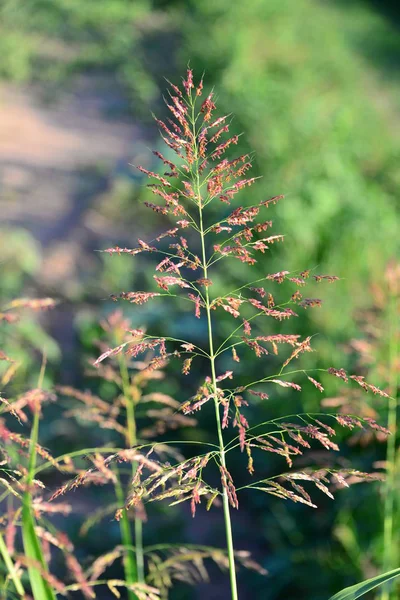 Seagrass Flora Foliage Nature — стоковое фото