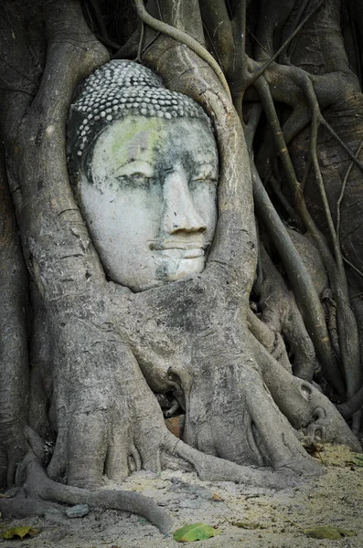 木の幹に仏の頭 ワット マハート アユタヤ — ストック写真