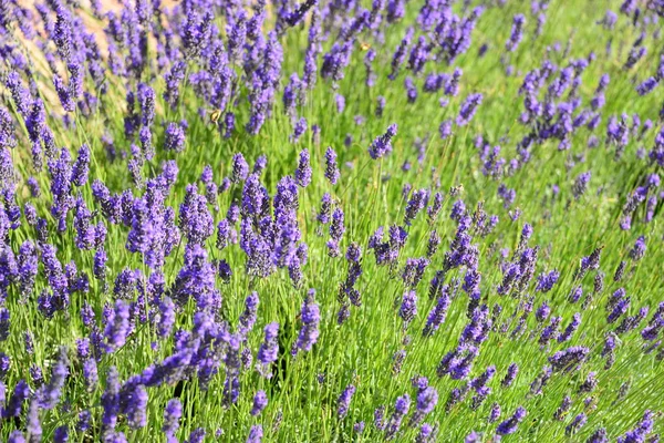 Flores Roxas Lavanda Arquivado — Fotografia de Stock