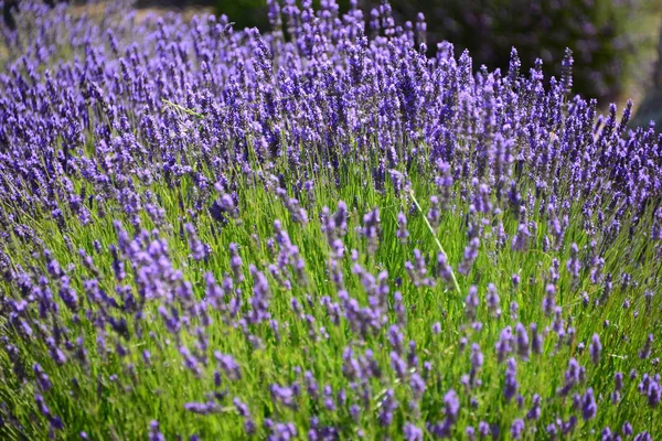 Violette Lavendelblüten Violette Blüten — Stockfoto