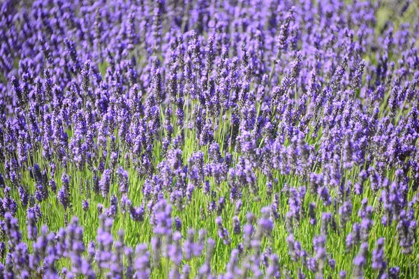 Lila Blüten Lavendel — Stockfoto