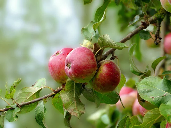 Червоні Яблука Дереві — стокове фото