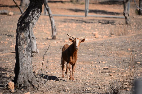Antilop Emlős Állat Jellegű — Stock Fotó