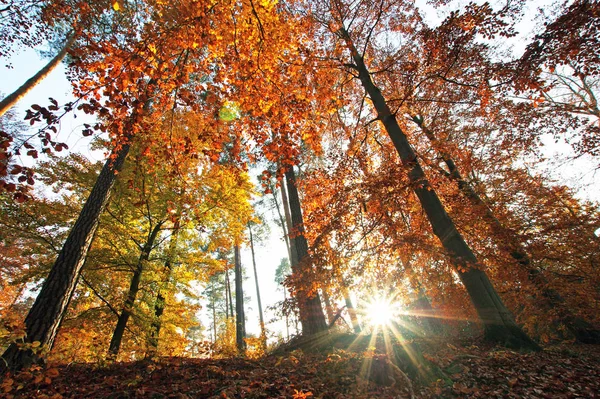 Herbstwald Auf Naturhintergrund — Stockfoto
