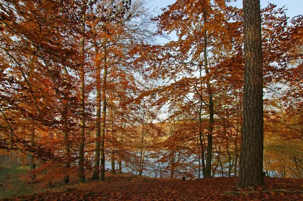 Jesienny Las Tle Przyrody — Zdjęcie stockowe