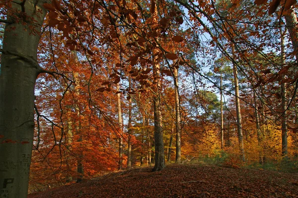 Jesienny Las Tle Przyrody — Zdjęcie stockowe