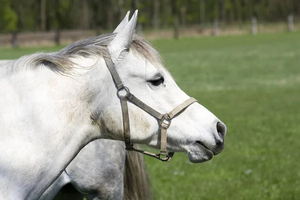 Bonito Cavalo Selvagem Natureza — Fotografia de Stock