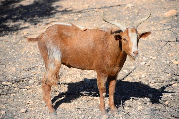 Fazenda Roques Garcia Rocha Felsturm Bizarro Canário Ilhas Canárias Espanha — Fotografia de Stock