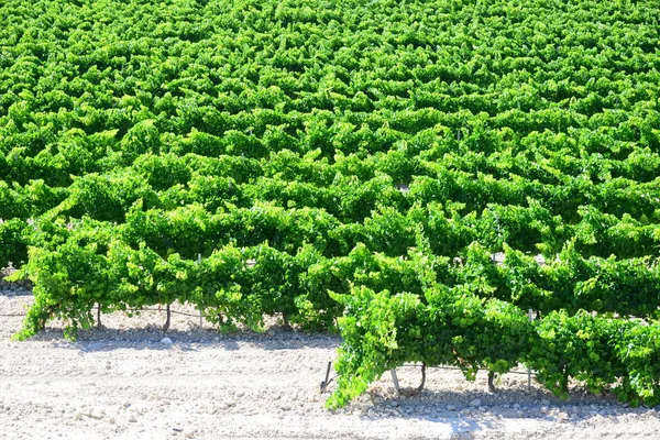 Uvas Vinho Com Campo Árvores — Fotografia de Stock
