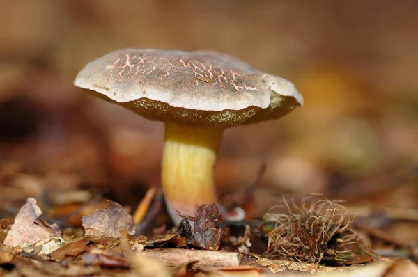 Crecimiento Setas Flora Botánica Naturaleza — Foto de Stock