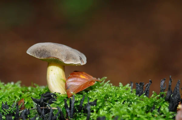 キノコの成長や植物性植物 — ストック写真