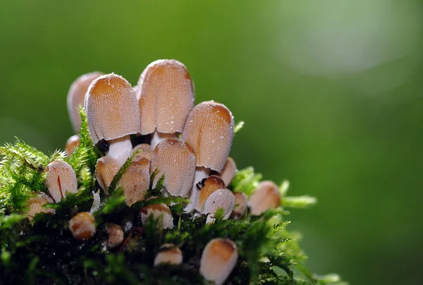 Paddenstoelen Kweken Bos Natuur Achtergrond — Stockfoto