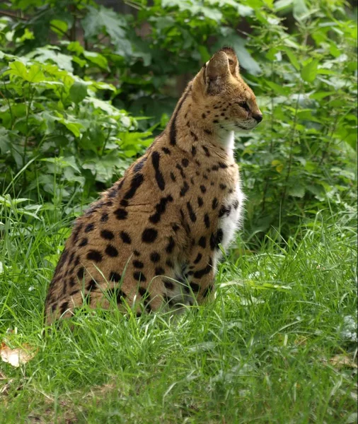Vaşak Vahşi Bir Hayvan Büyük Kedi — Stok fotoğraf