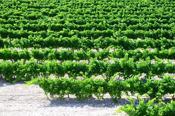Виноградники Сельское Хозяйство — стоковое фото