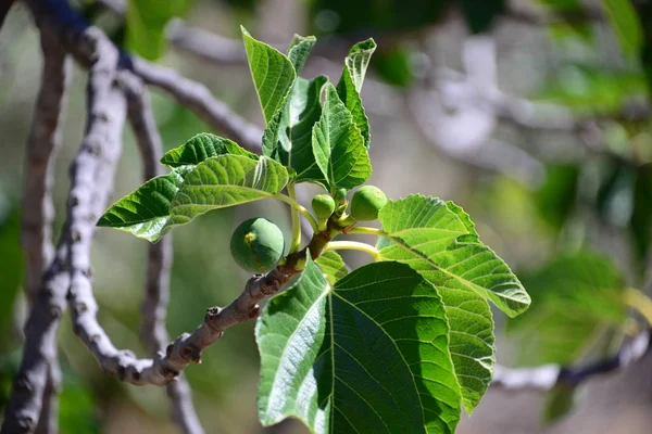 Drzewa Figowe Zielone Liście Drzewa Owocowe — Zdjęcie stockowe