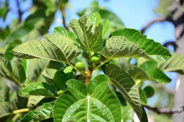 Fig Fruits Summer Fruits — Stock Photo, Image