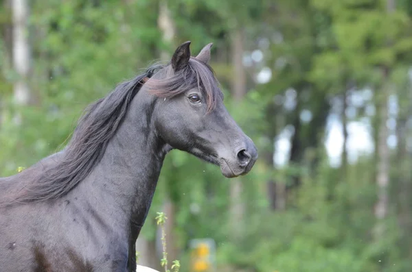 Άλογο Morgan Άλογο Φυλής — Φωτογραφία Αρχείου