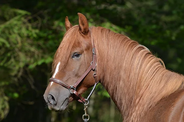 Morgan Horse Razza Equina — Foto Stock